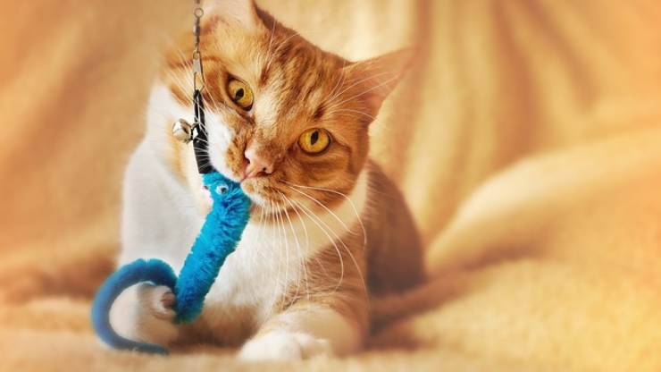 gato de juguete azul