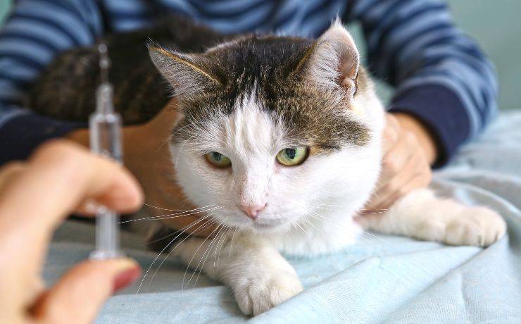 mordedura de gato