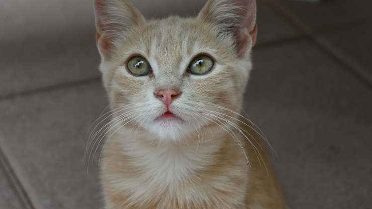 gato cuidadoso
