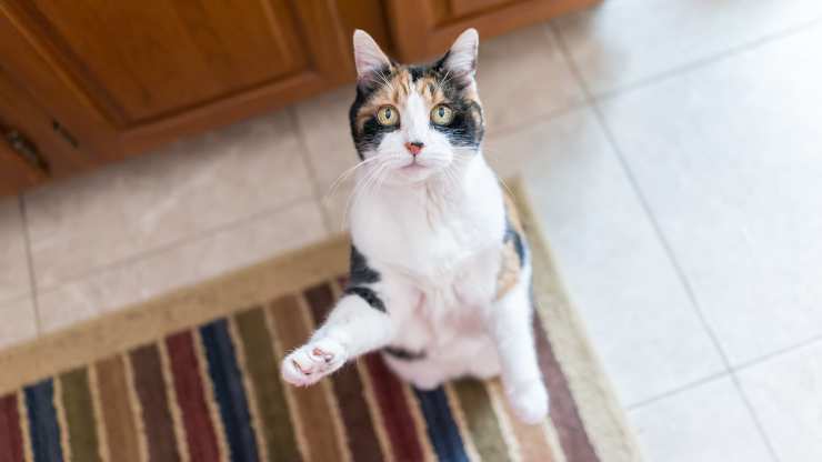 enseñar al gato a ponerse de pie