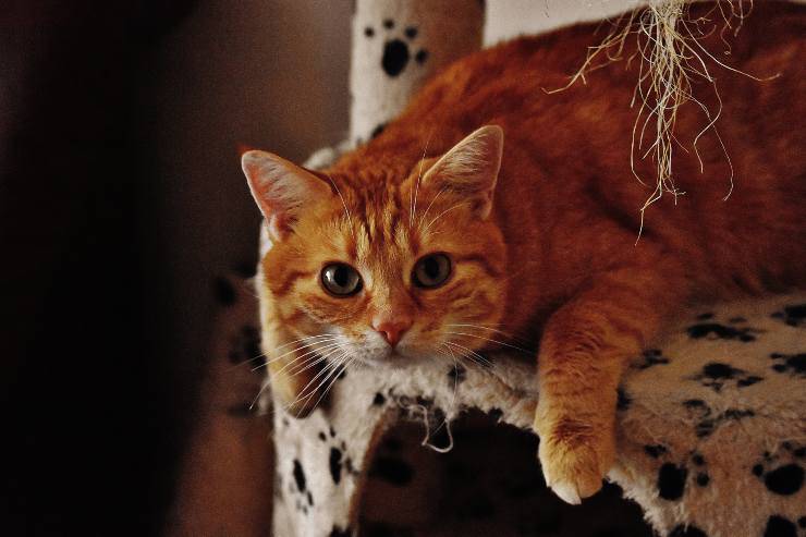 El gato en el rascador