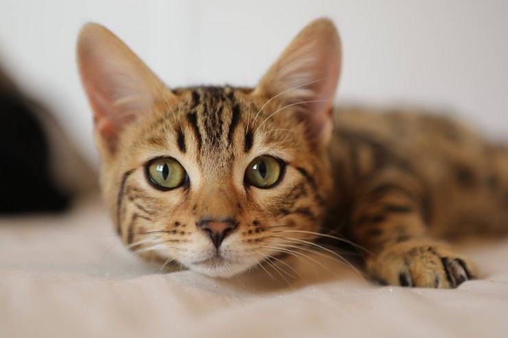 El comportamiento del gato.