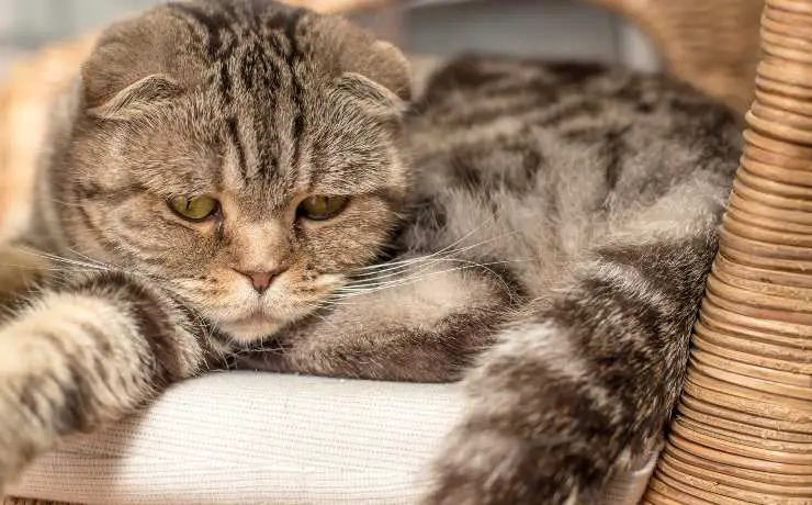 gato enfermo acostado