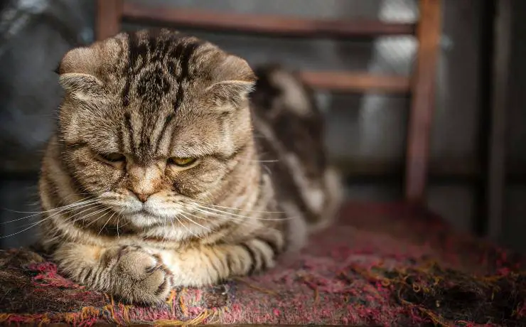 gato enfermo