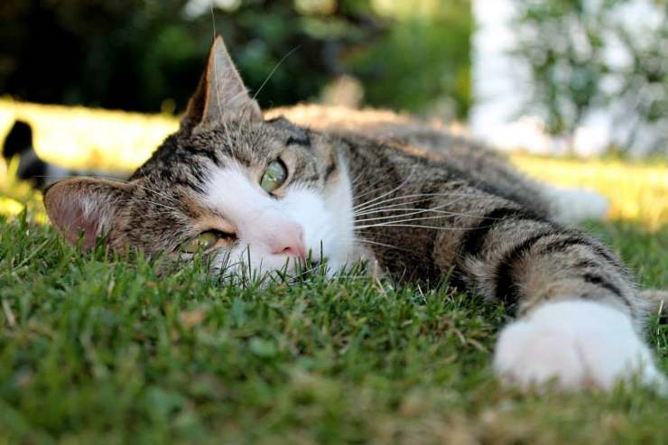 Felino descansa en el jardín