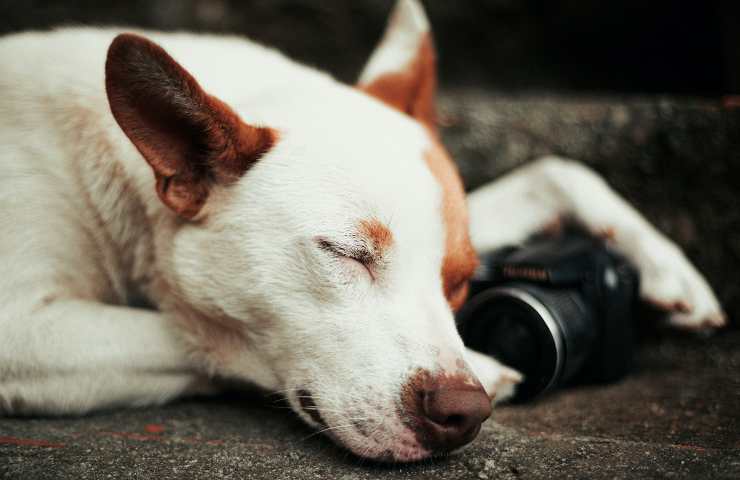 perro duerme tranquilo