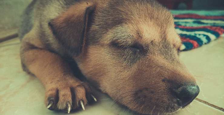 cachorro duerme
