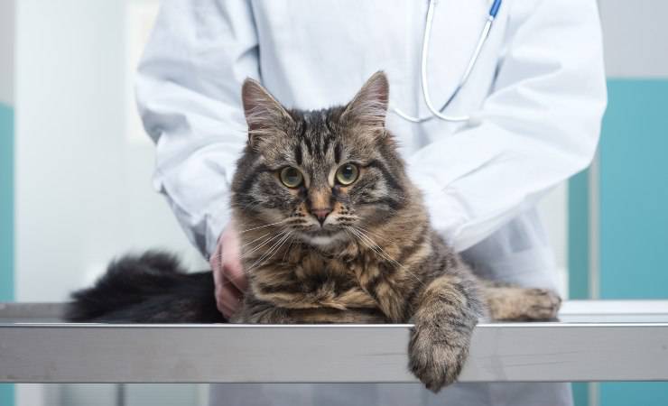 gato en el veterinario
