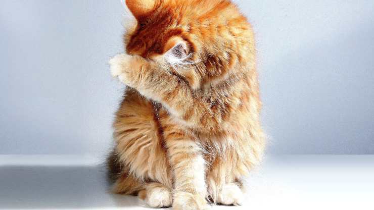 arañazos de gato