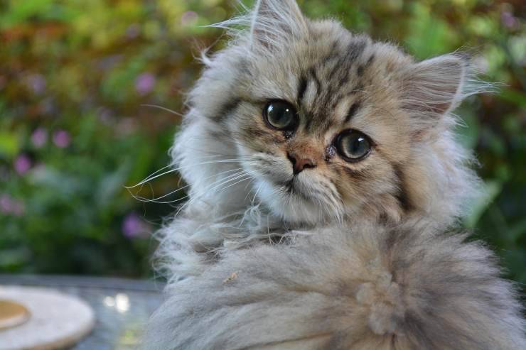 el gato es muy dulce