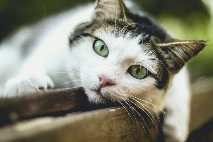 Los felinos más sensibles