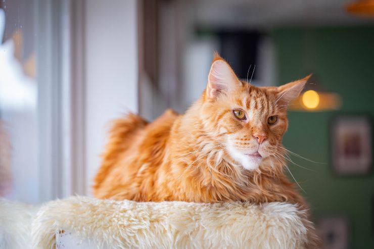 Felino descansa en casa