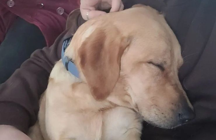perro de apoyo de enlace