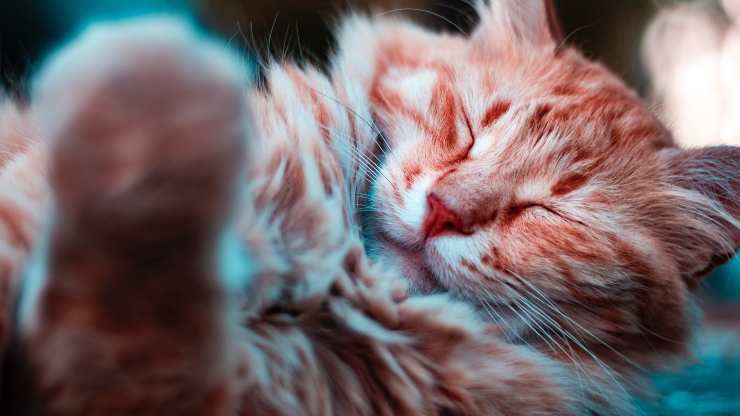 gato duerme