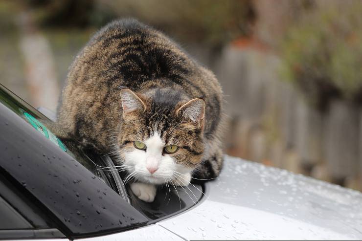 El comportamiento del gato.