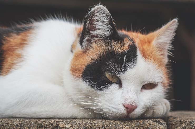 Lombrices intestinales en gatos causas síntomas y remedios naturales para gatos Vida con