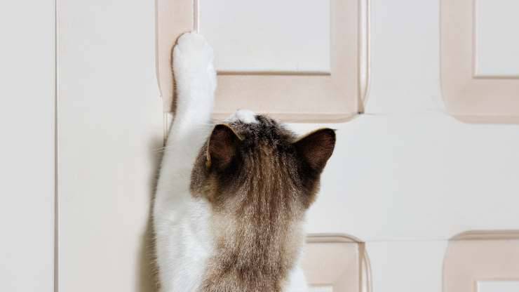 enseñar al gato a abrir la puerta