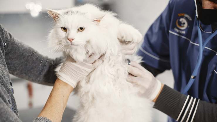 gato veterinario