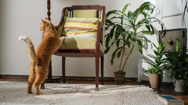 gato travieso