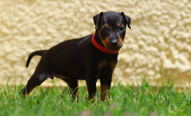 Cachorro manchester terrier: