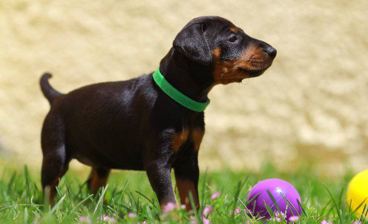 Cachorro manchester terrier: