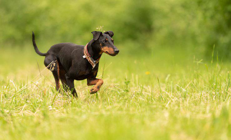 terrier de manchester
