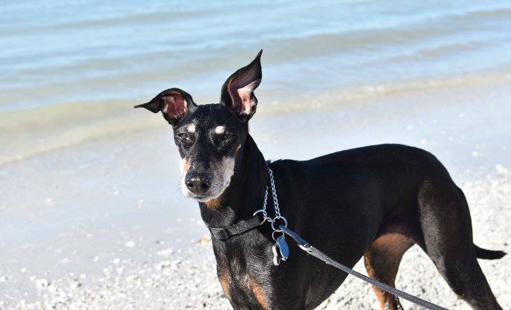 terrier de manchester