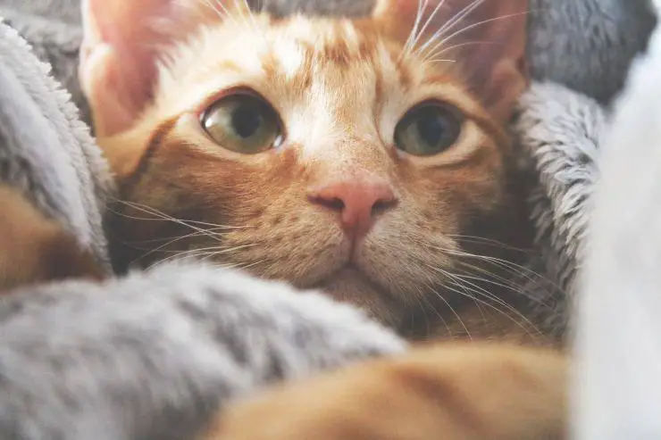 cuidado de gatos