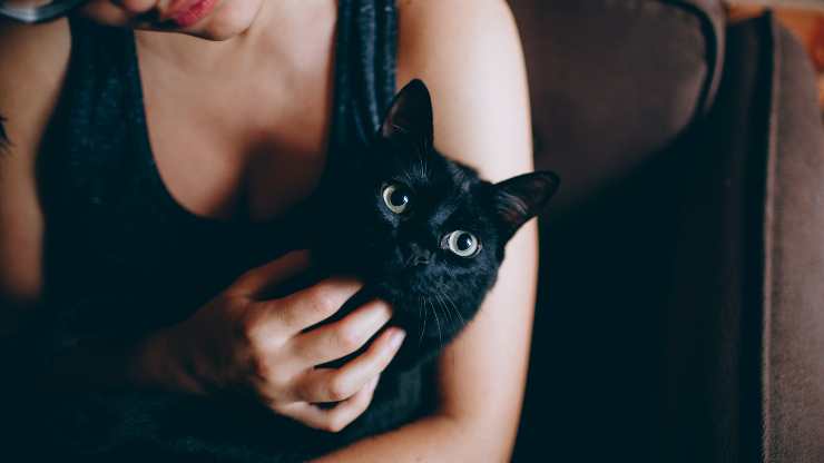 gato mascota