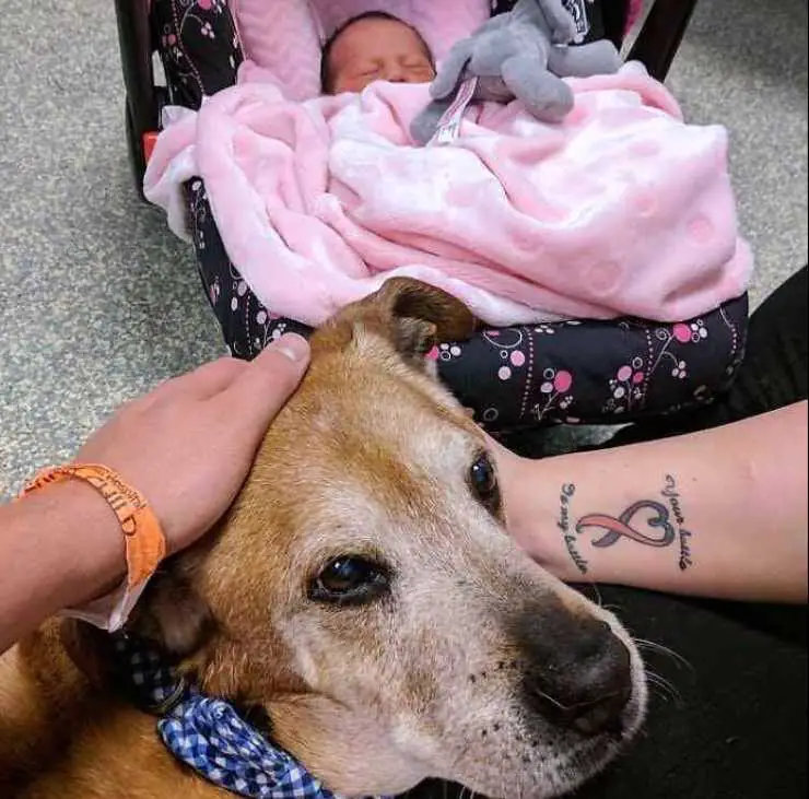 Rocky perro vieja niña