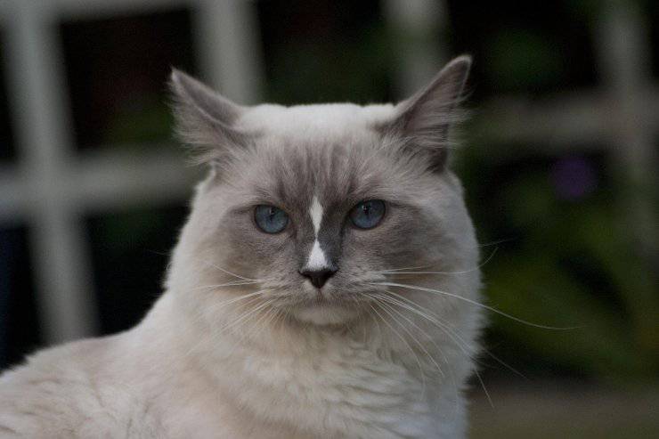 Los felinos desinteresados