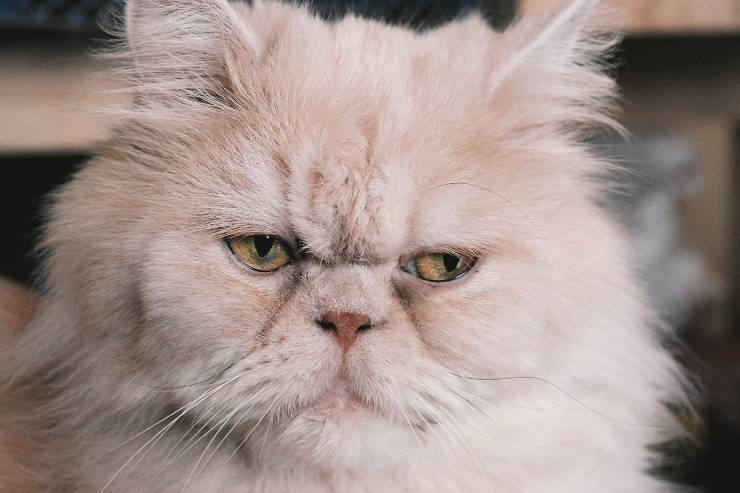 gatos desinteresados