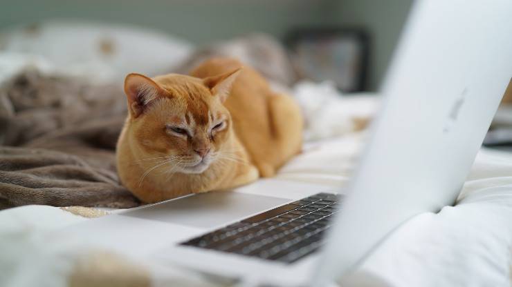gato mira la computadora