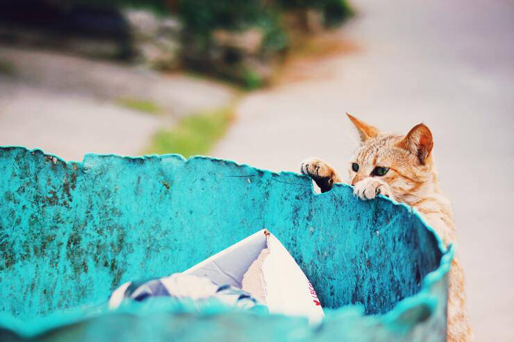 Gato golpeado repetidamente contra contenedores de basura por su dueño (Foto Pexels)