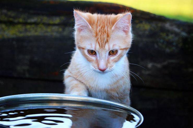 Los felinos y el miedo al agua