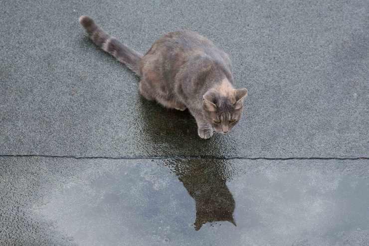 Kitty y el charco
