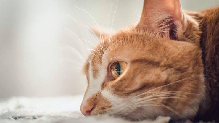 ojos de gato