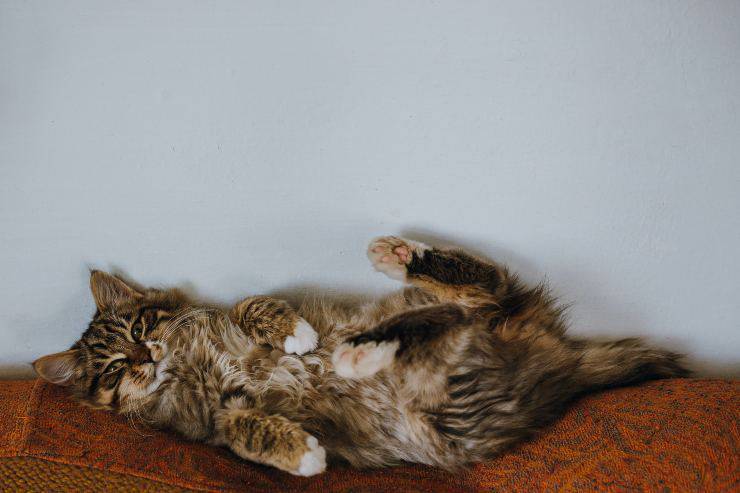 Felinos que se apegan a extraños