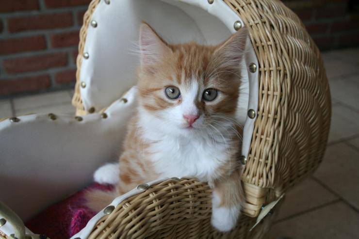 Felino en su caseta de perro