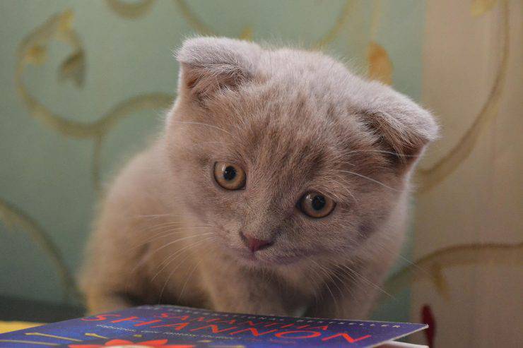 Kitty quiere abrazos