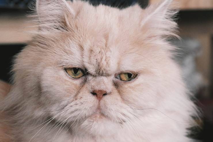 El felino es muy curioso.