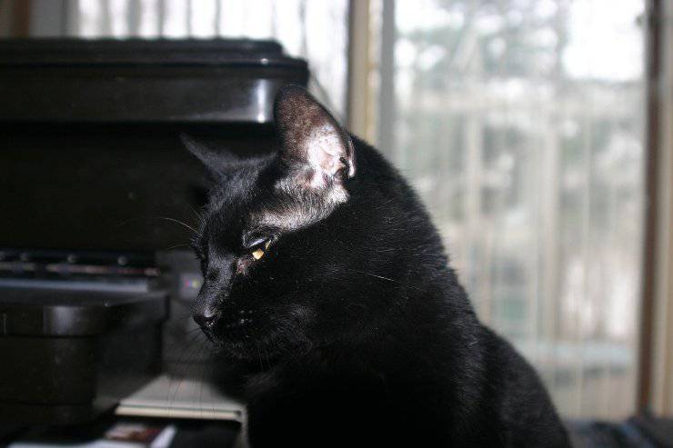 El gato espera al humano.