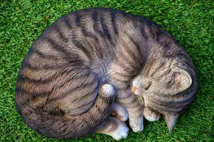 El comportamiento del gato.