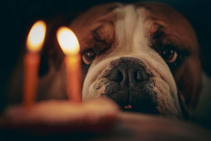 Cómo festejar al perro