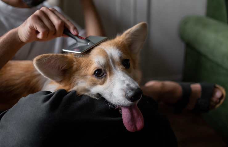 cepillar al perro