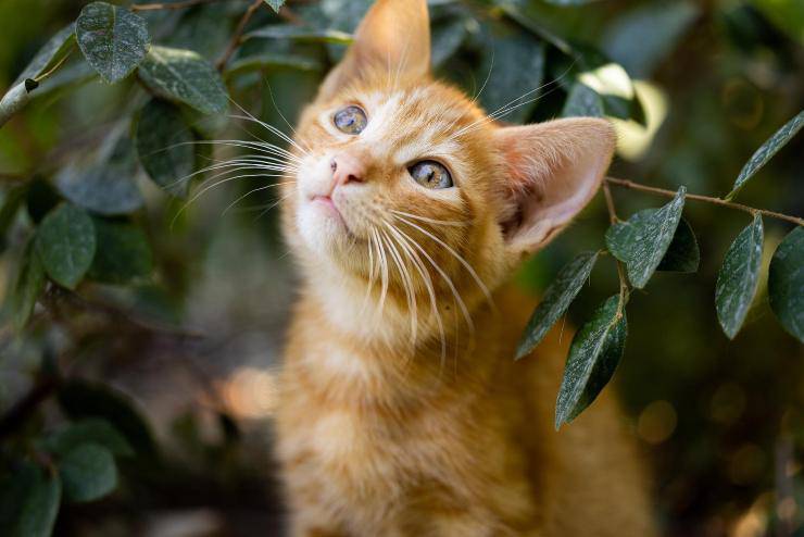 enfermedad del gato