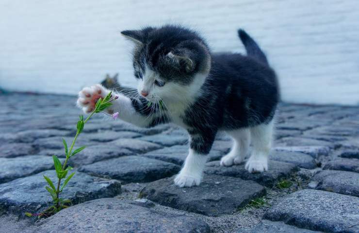 solicitud especial cat krew