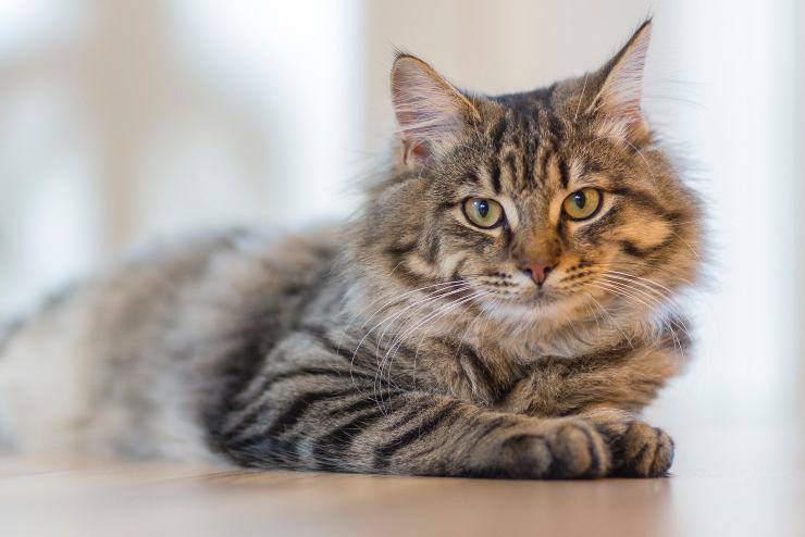 felino tirado en el suelo