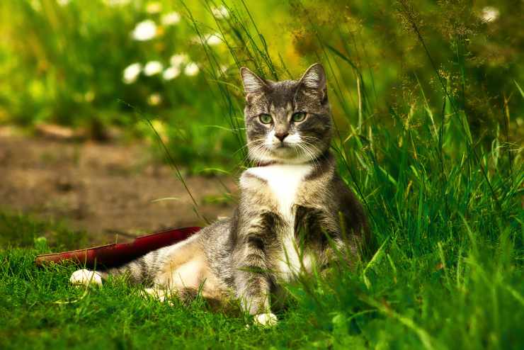 Dermatitis de gato
