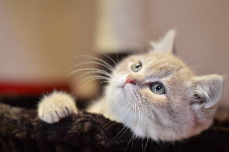 La mirada del felino